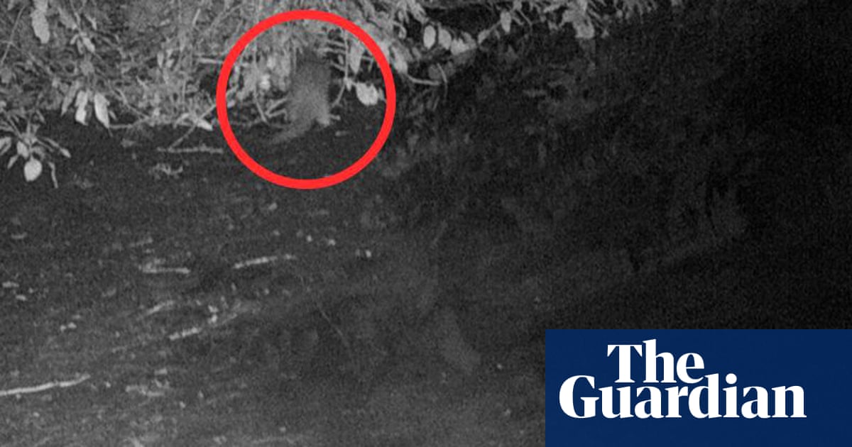 Otter spotted for first time in 100 years in New York City’s Bronx River | New York
