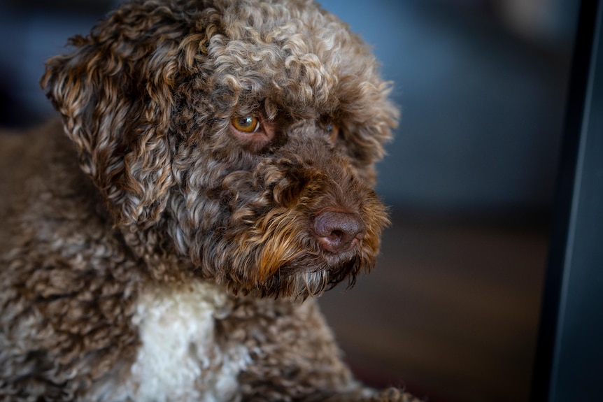 A dog.