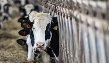 PM says Ottawa is 'loyal' to supply management system protecting dairy sector