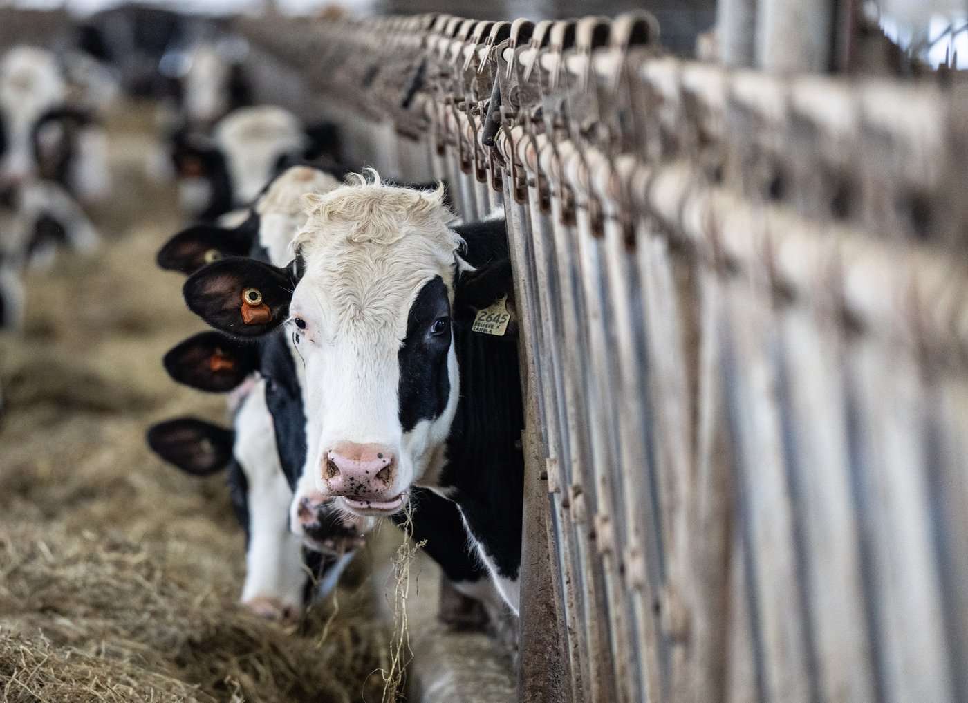 PM says Ottawa is 'loyal' to supply management system protecting dairy sector