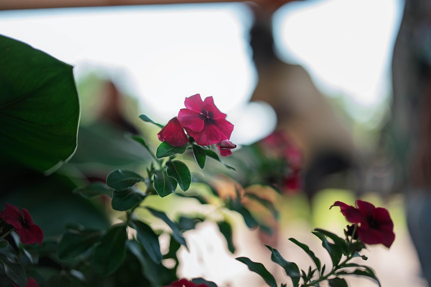 An anonymous person sitting outside, they are obscured by shadows and out of focus, a flower growing nearby is in focus.