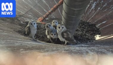 Barn owl baby boom welcomed in rural WA following mouse plague