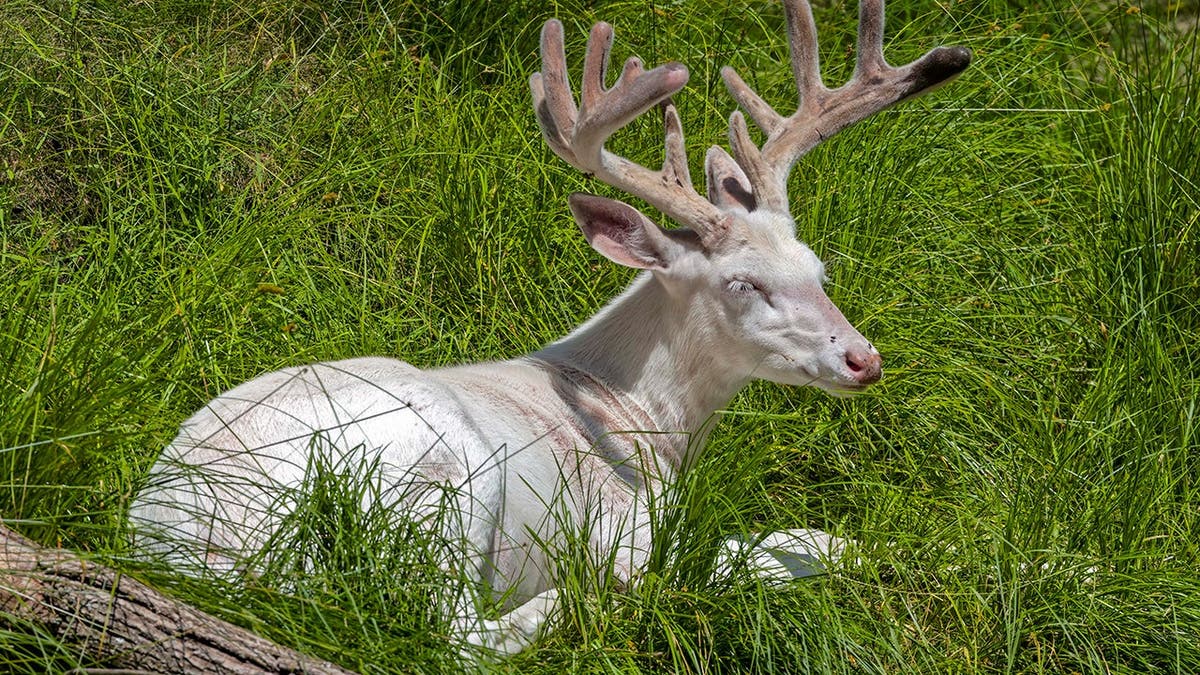 A resting deer with antlers in velvet.