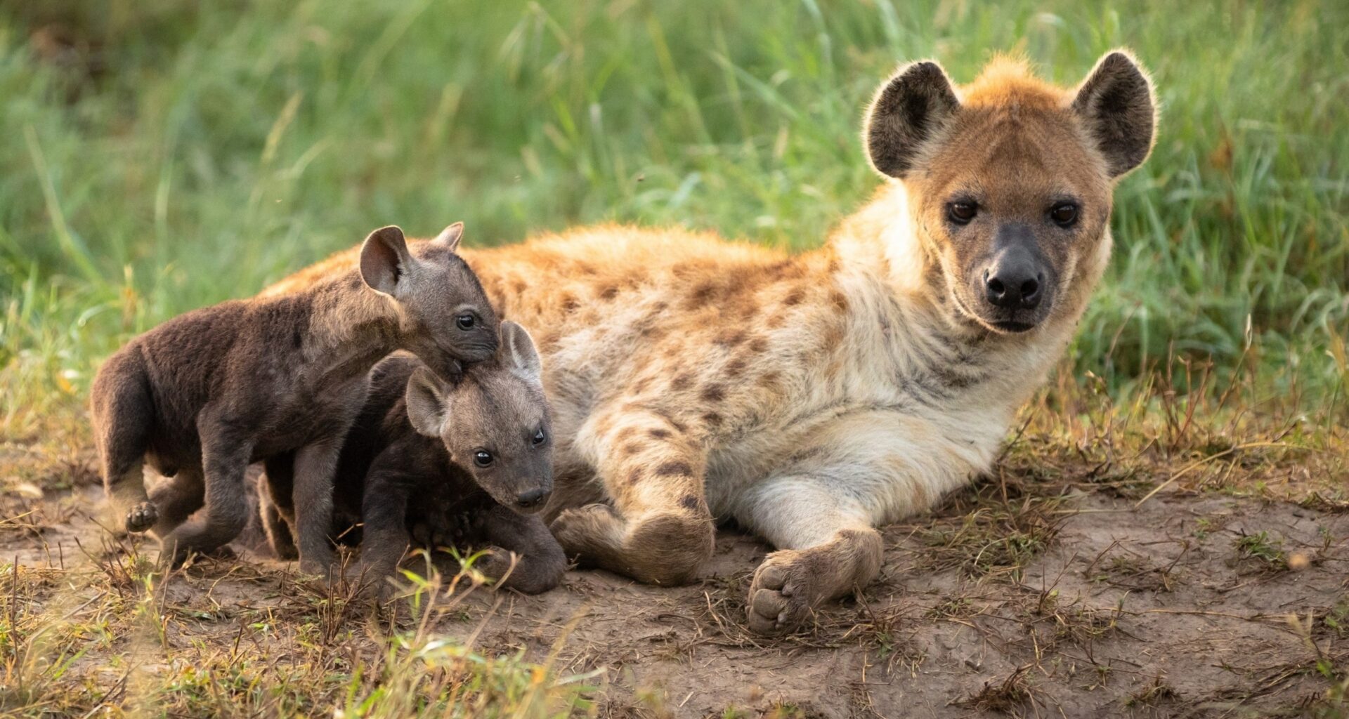 Alpha female hyenas leave huge family dynasties