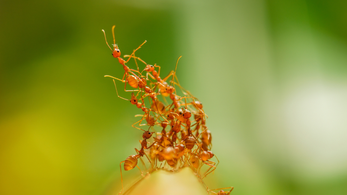 Ant Colonies Pulse Like a Physical System, And Scientists Are Beginning to Understand What Triggers Them : ScienceAlert