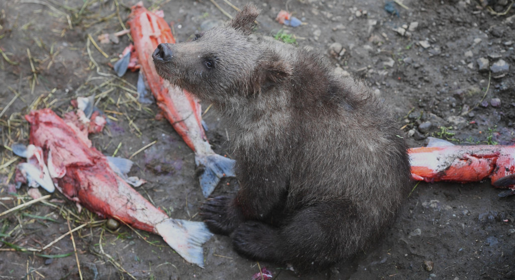 A Gloucestershire photographer has fulfilled a lifelong dream by travelling thousands of miles to one of the world's most remote wildernesses to capture dramatic images of giant brown bears feasting on salmon during Alaska's famous annual salmon run. BROWN BEARS AT KATMAI NATIONAL PARK IN ALASKA BABY CUB BOOM AND FISHING SOCKEYE SALMON RUN JULY 2026 PN67 | 'It felt like Jurassic Park': Gloucestershire photographer's incredible encounter with Alaska's giant brown bears