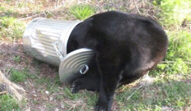 City officials warn of active bear activity in Penticton neighbourhood