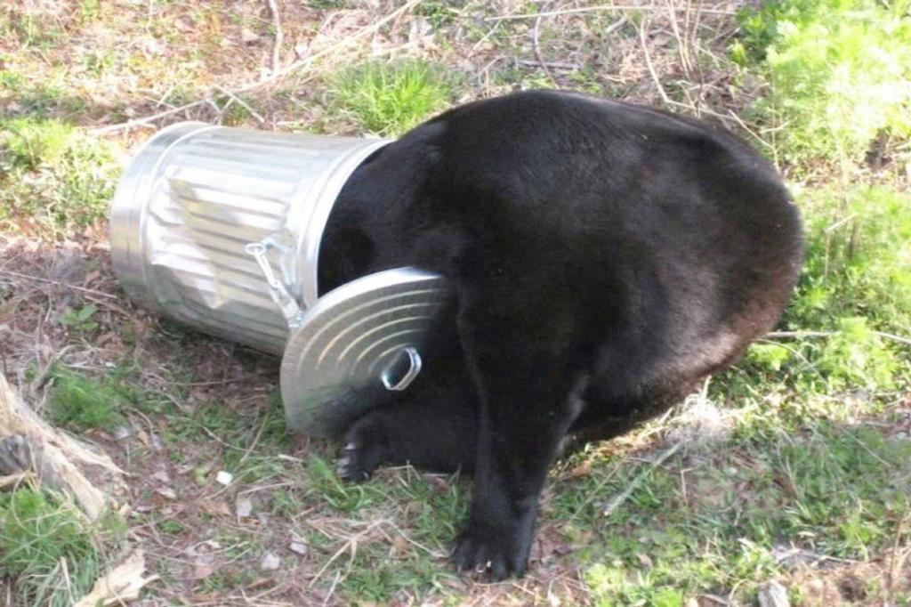 City officials warn of active bear activity in Penticton neighbourhood