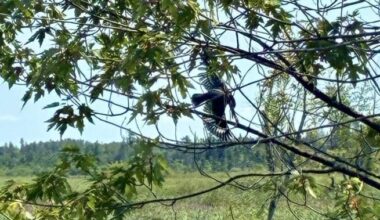 Ottawa firefighters free bird caught in tree, tangled in fishing line