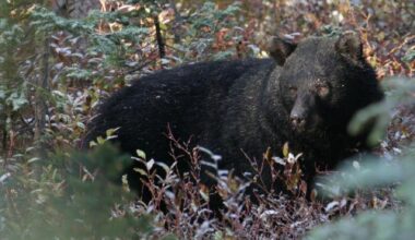 Quinsam Hatchery restricting after-hours access to help reduce human/bear conflicts