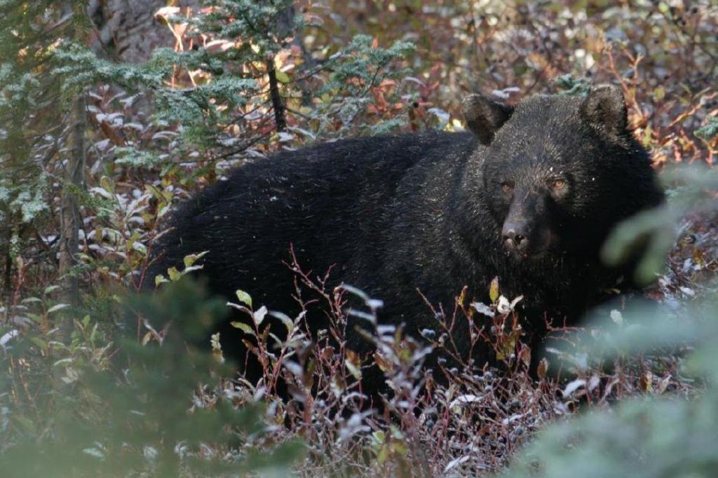 Quinsam Hatchery restricting after-hours access to help reduce human/bear conflicts