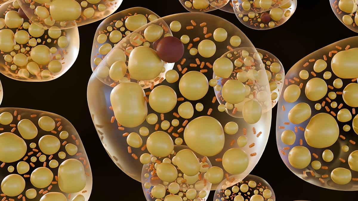 Rare Variants in One Gene May Help The Body Burn Fat Instead of Storing It : ScienceAlert