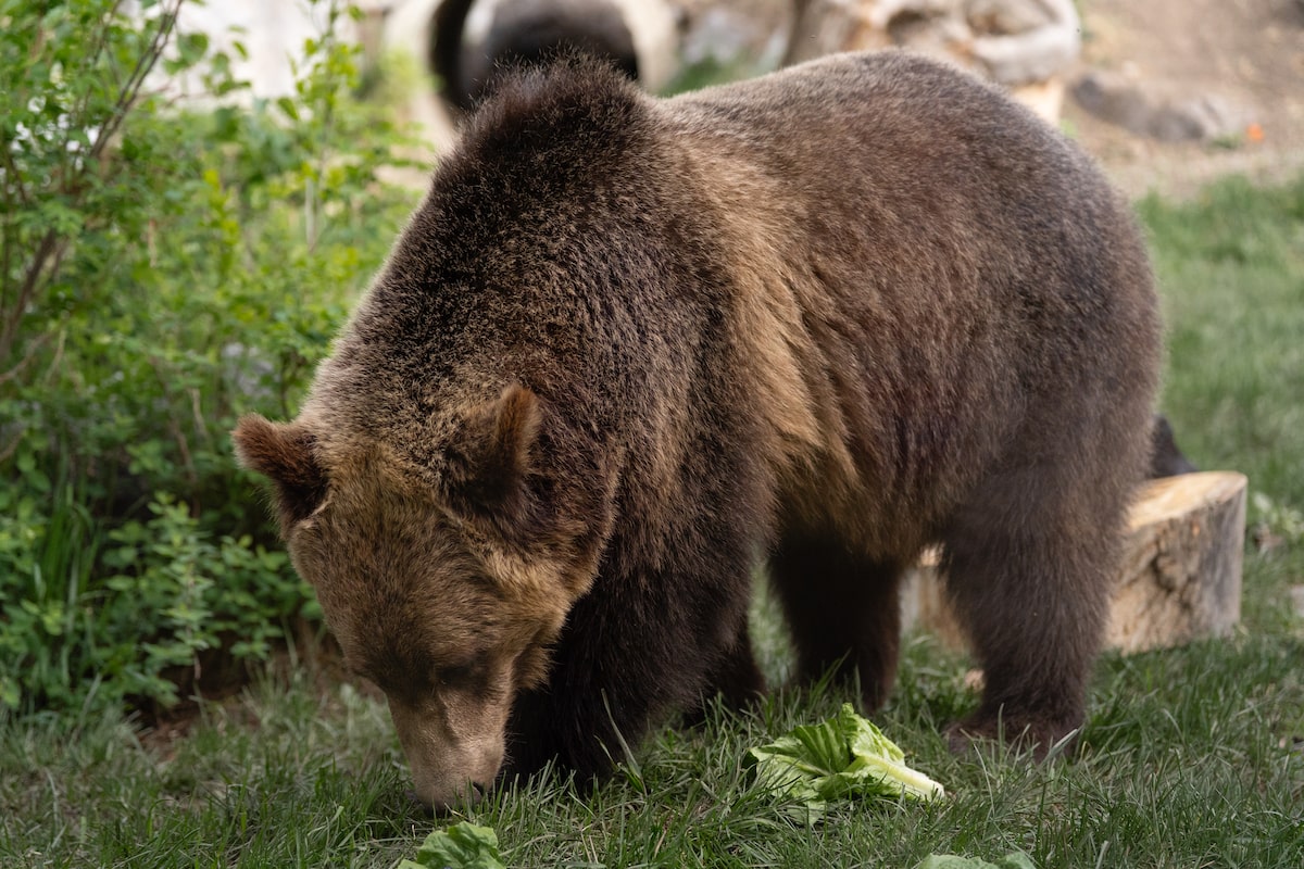 Grizzly bear climbed wire fence to escape Calgary Zoo enclosure, staff say