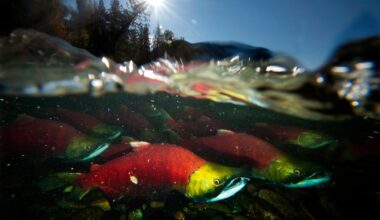 B.C., Ottawa announce new fisheries fund to help restore salmon habitat
