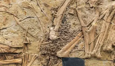 gastroliths dinosaurs stomach stones