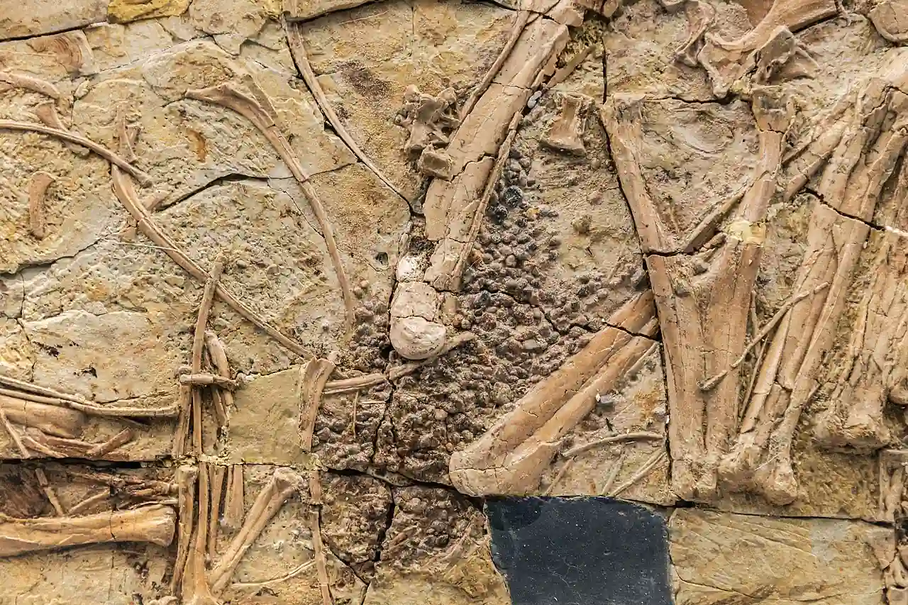 gastroliths dinosaurs stomach stones