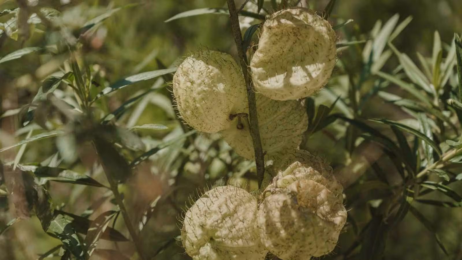 According to the experts cited, traditionally prepared Datura-based formulations have been associated with conditions such as arthritis, sciatica, ear pain, swelling or heaviness in the legs and body aches during winter.