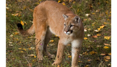 Ministry reminds residents to be aware of cougars in southeast Saskatchewan - DiscoverWeyburn.com