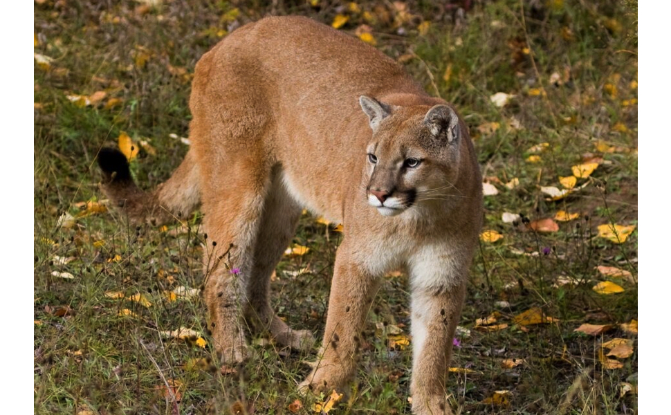 Ministry reminds residents to be aware of cougars in southeast Saskatchewan - DiscoverWeyburn.com