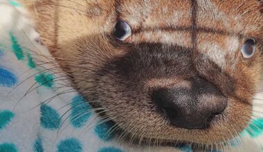 ‘A life’s a life, no matter what it is’: Baby otter saved by people performing CPR and whistling lullabies - CTV News