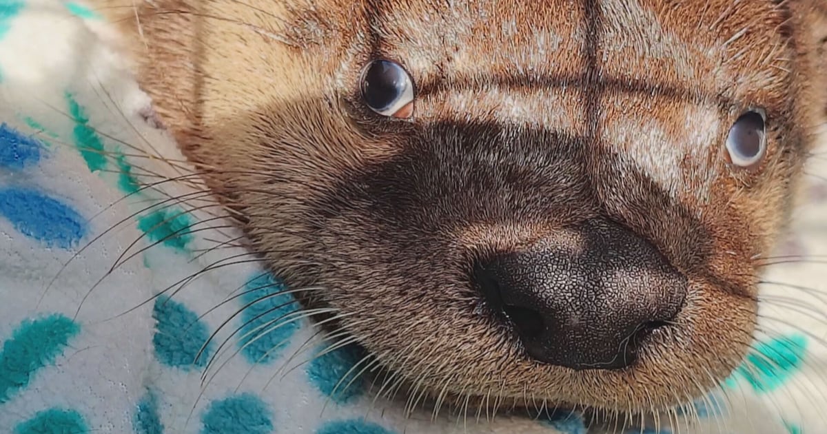 ‘A life’s a life, no matter what it is’: Baby otter saved by people performing CPR and whistling lullabies - CTV News