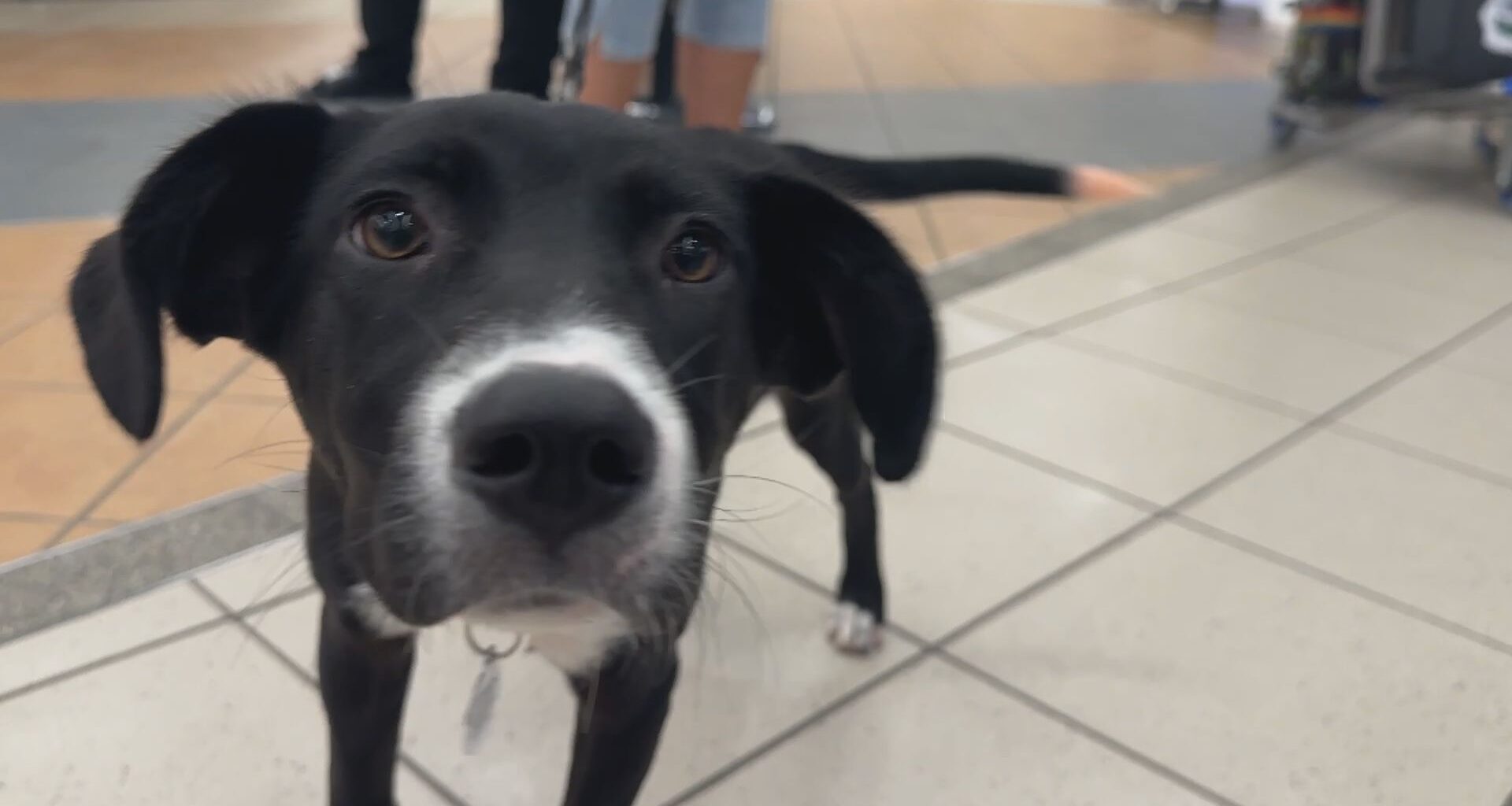 Therapy dogs helping Edmonton travellers to take a ‘paws’ at an adoption event
