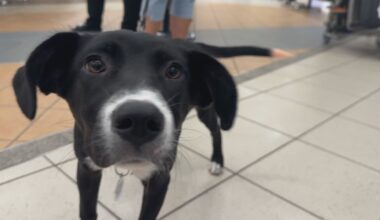 Therapy dogs helping Edmonton travellers to take a ‘paws’ at an adoption event