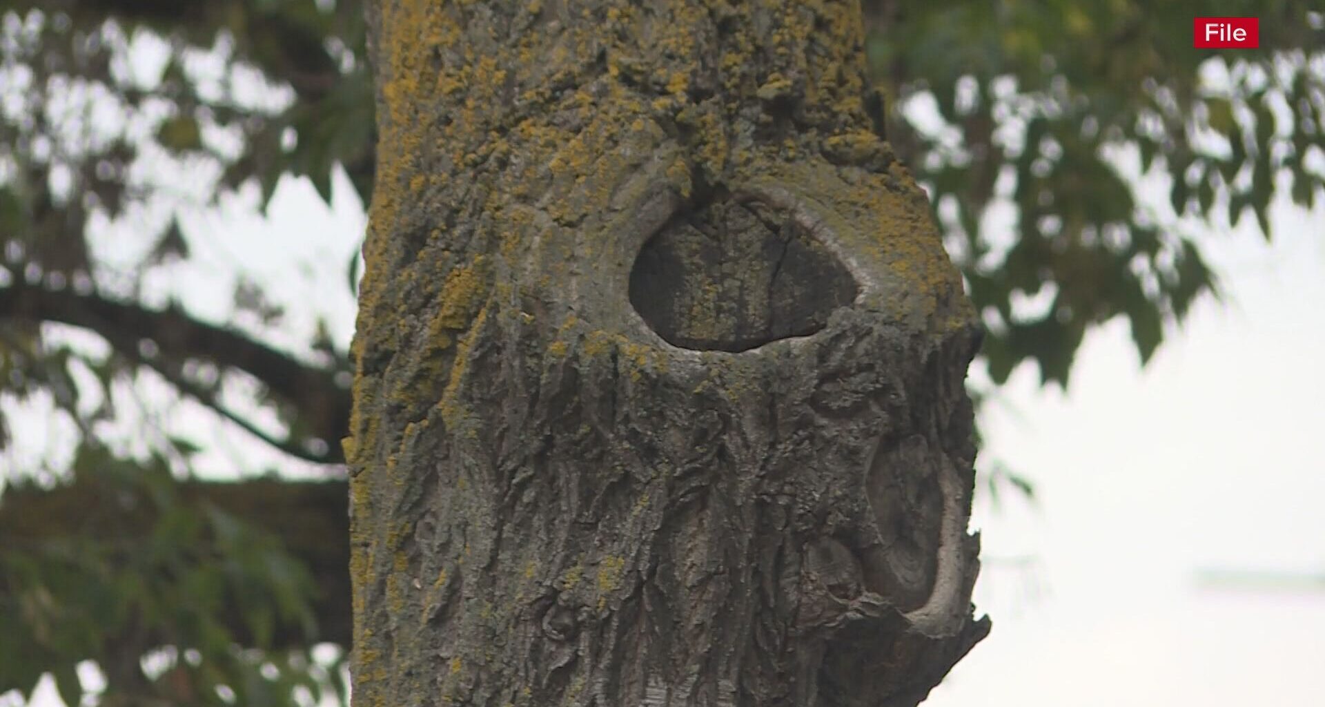 4 more cases of Dutch Elm Disease identified in Edmonton