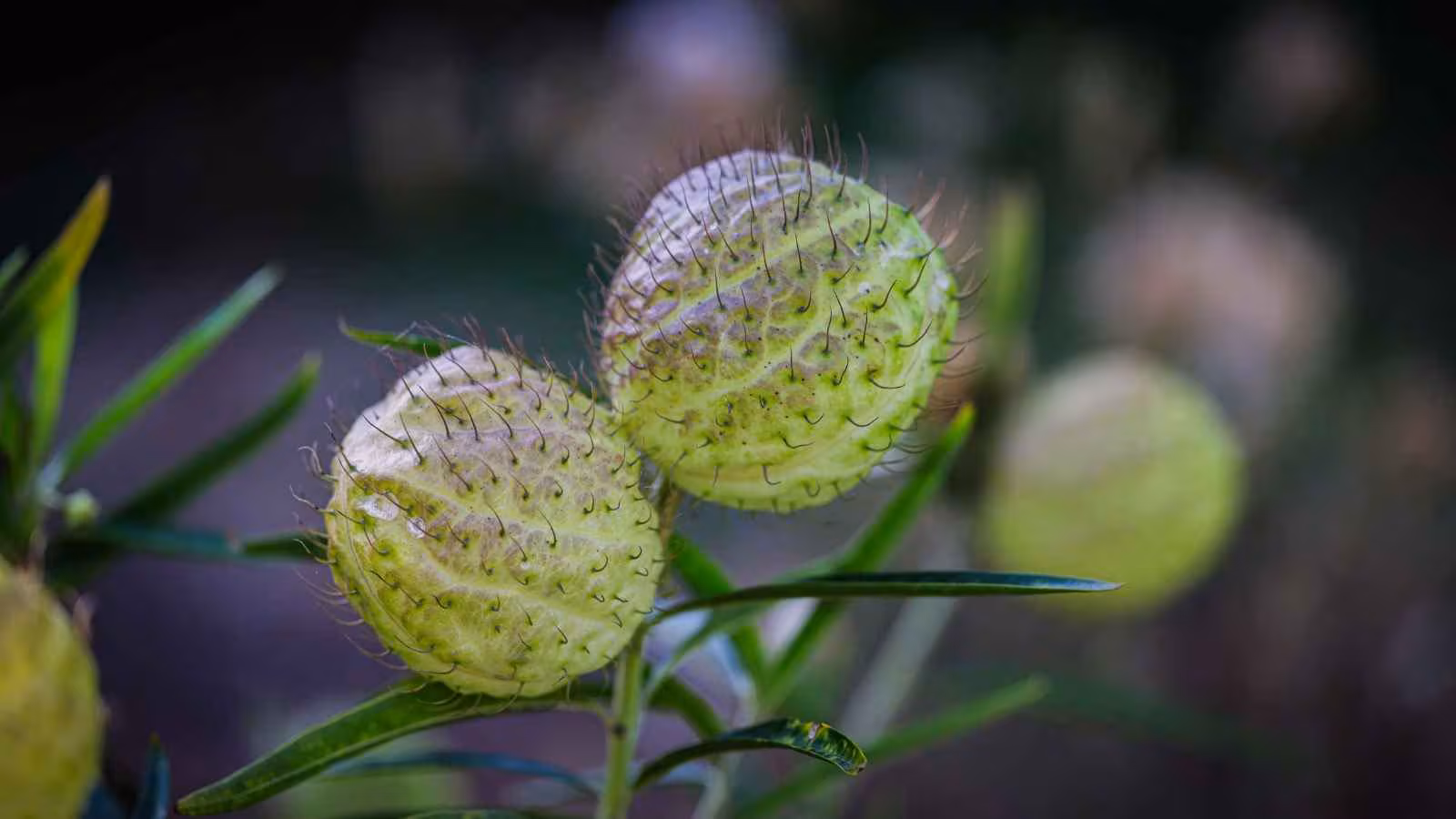 Disclaimer: Datura is highly toxic and should never be consumed or used as a home remedy without expert supervision. This information is for general awareness and is not a substitute for professional medical advice.