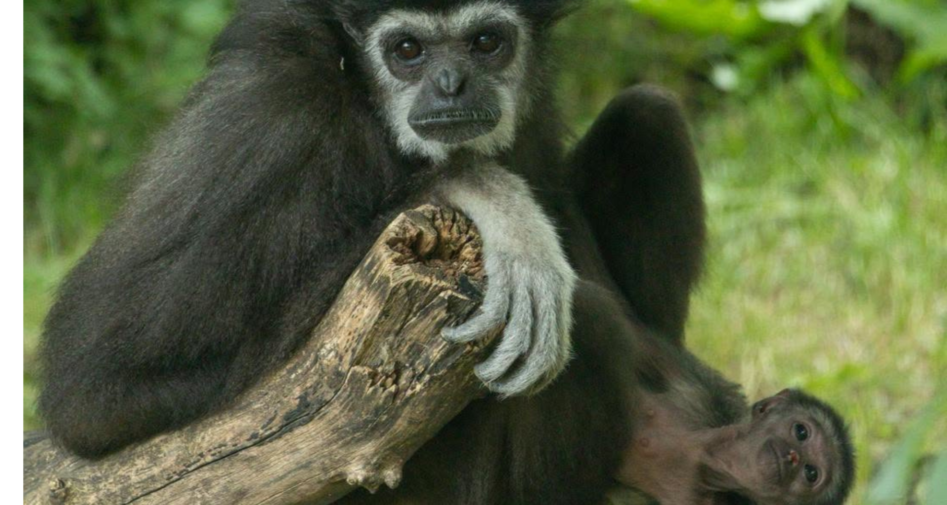 Winnipeg's newest baby gibbon has a name