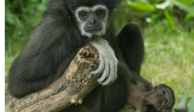 Winnipeg's newest baby gibbon has a name