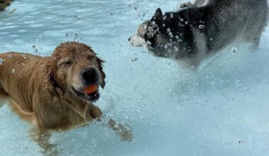 Big end-of-summer event is for dogs only in Mississauga