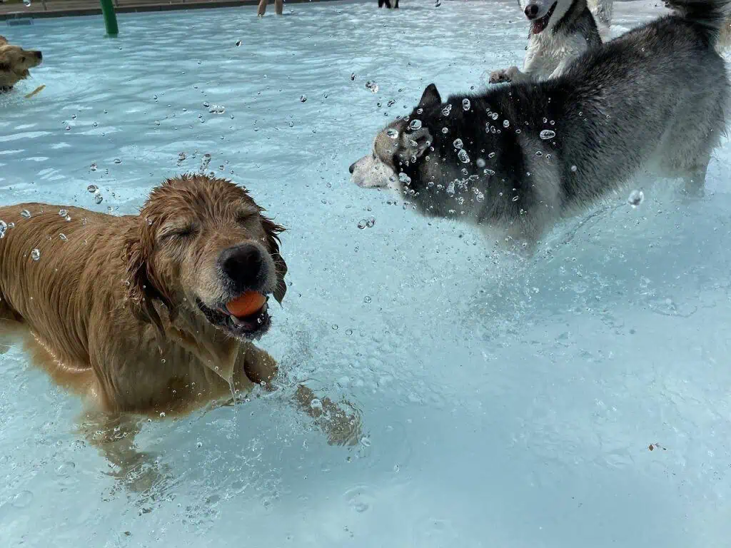 Big end-of-summer event is for dogs only in Mississauga