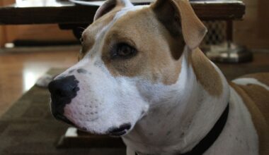 Dogs-medicine-shortage-epilepsy