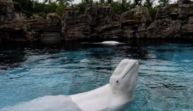 Marineland: Canada's last captive whales set to leave for U.S.