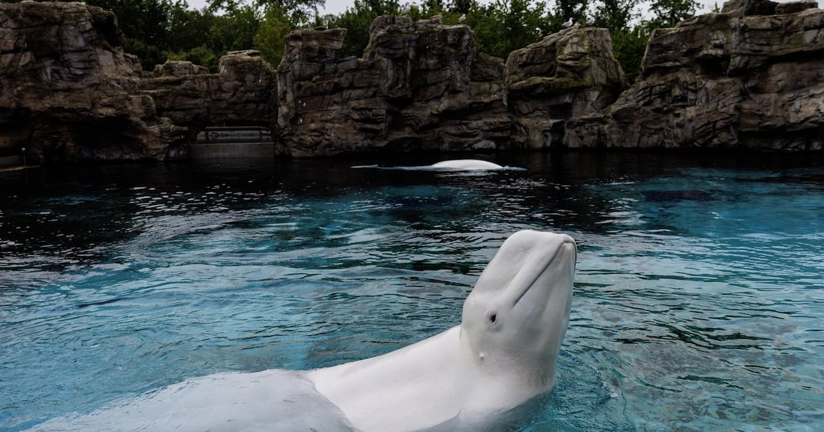 Marineland: Canada's last captive whales set to leave for U.S.