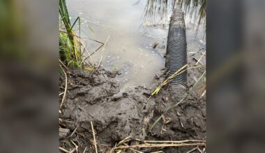 Woman rescued from mud inside Rebecca Pond