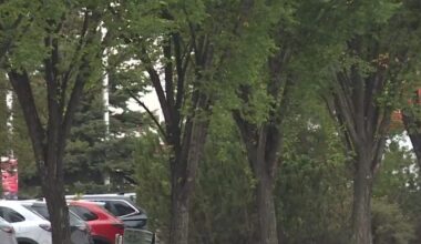 10th new case of Dutch elm disease in Edmonton this summer