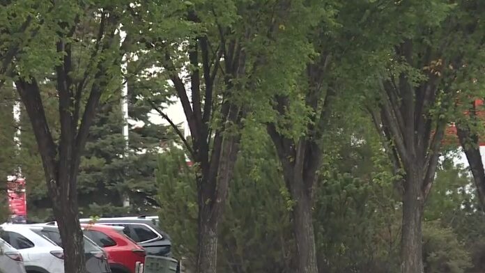 10th new case of Dutch elm disease in Edmonton this summer