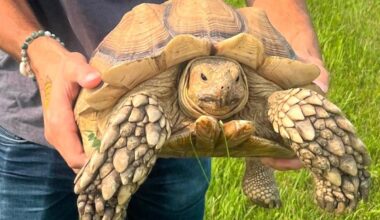 Look: Escaped tortoise found after 2 weeks, over 12 miles from home