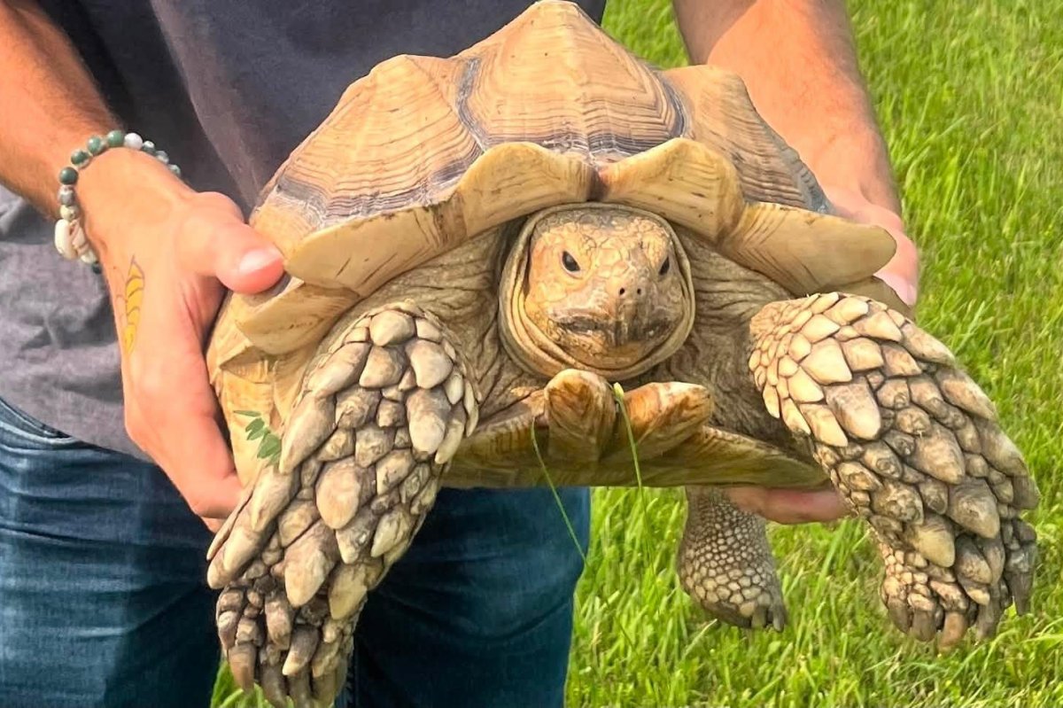 Look: Escaped tortoise found after 2 weeks, over 12 miles from home