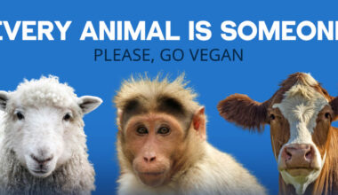 Feds Issue Official Warning After Monkeys Suffer Amputations, Burst Organ, Death at Biomere: PETA Statement