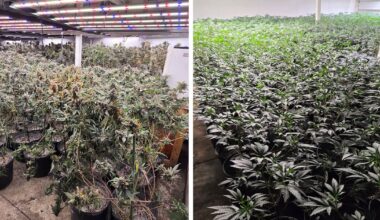 Brampton illegal cannabis operation: 2 people charged