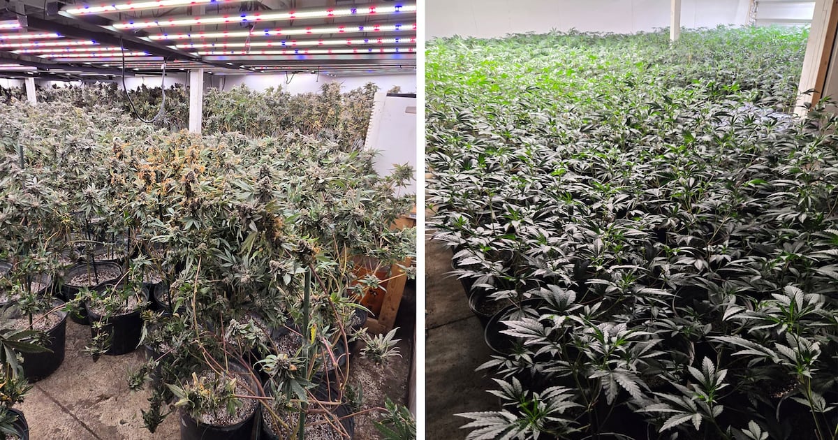 Brampton illegal cannabis operation: 2 people charged
