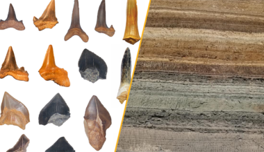 A split image showing a selection of the shark tooth fossils and the location in the Egyptian desert where they were found