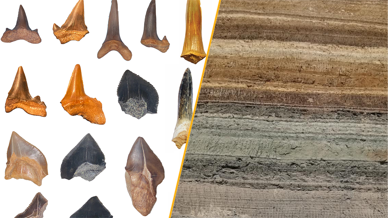 A split image showing a selection of the shark tooth fossils and the location in the Egyptian desert where they were found
