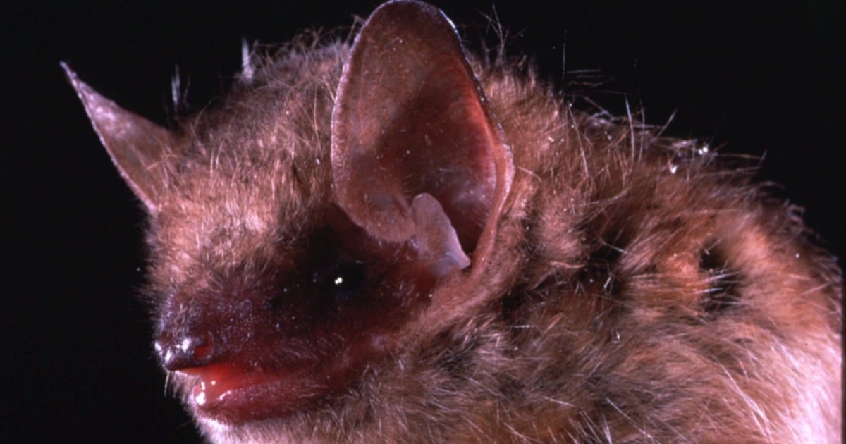 Rabid Bat in Burlington: Infected animal found on Aug. 11