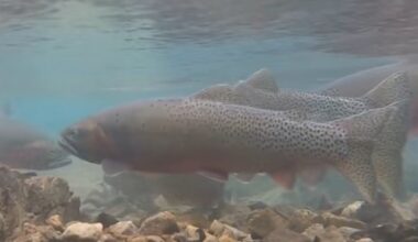 Wild win as threatened trout return to Banff