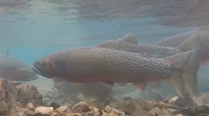 Wild win as threatened trout return to Banff