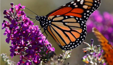 Thousands across North America are uniting to help save a beloved butterfly species